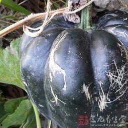 方瓜种可以吃么,方瓜种植与食用价值探讨