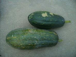 方瓜种可以吃么,方瓜种植与食用价值探讨