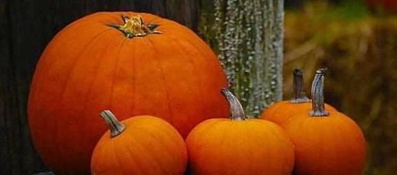 做糖筛吃瓜有影响吗,糖筛期间吃瓜对检测结果的影响探讨