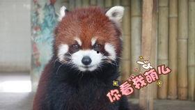 吃播阿瓜很甜,探寻吃播界的甜蜜诱惑