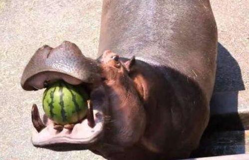 河马吃瓜 流口水,揭秘动物世界中的趣味瞬间
