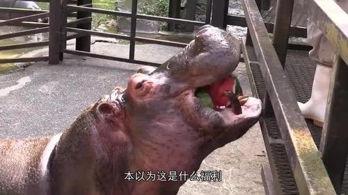 河马吃瓜 流口水,揭秘动物世界中的趣味瞬间