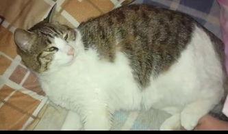 猫咪吃瓜视频大全集