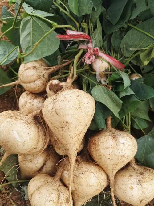 产后可以吃土瓜,土瓜助力健康饮食新选择