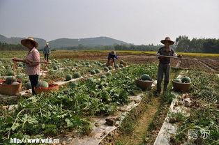 夏郢吃瓜,一场别开生面的夏日盛宴
